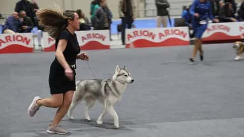 Expocanina Lugo
