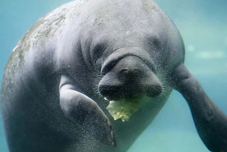 Conservation Connections: Manatee Awareness Month 2026
