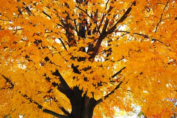 Fall Hikes at Columbus Metro Parks