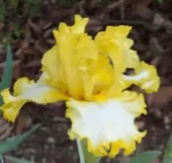 Annual Iris Rhizome Sale