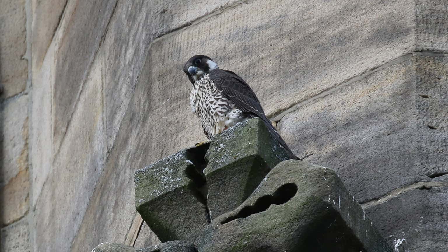 Peregrines
