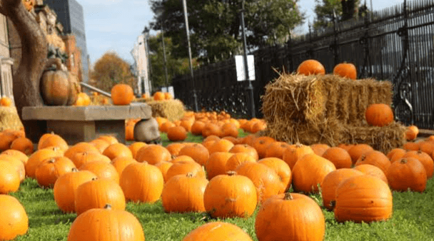 Pumpkin Patch City Hall