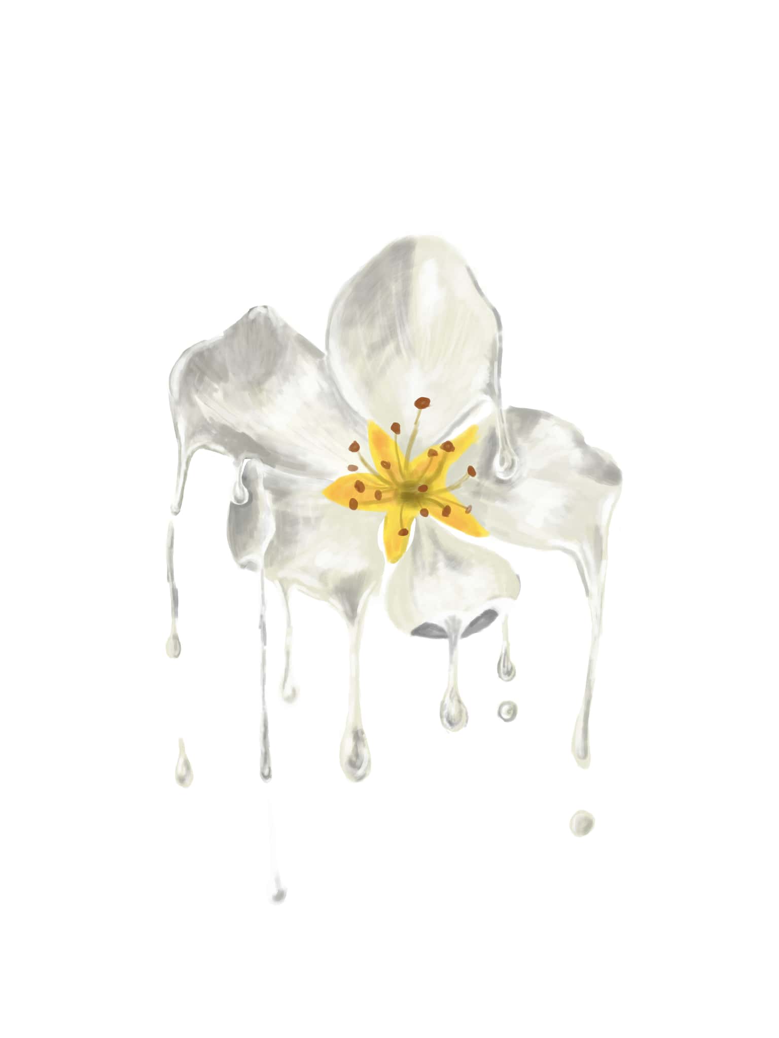 Raindrops on a White Pear Blossom