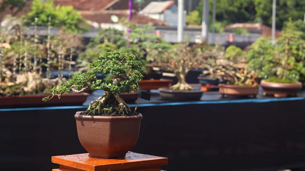 Garden Rivas: bonsáis, plantas y flores en Santa Ana