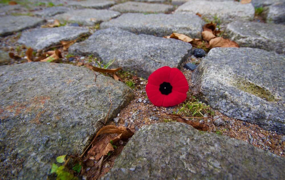 Rother Valley Remembrance Day Trail Runs 2026