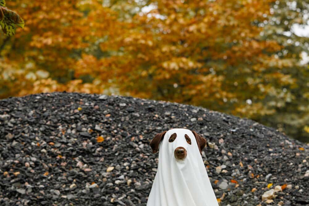Pet Costume Hike at Quarry Trails Dog Park