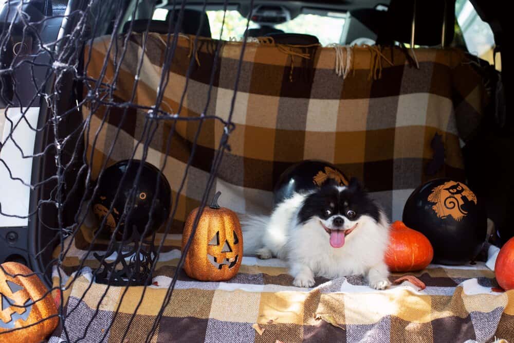 Hallo-ween Dachshund Pup Up Cafe