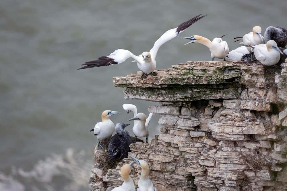 Islas Saltee. Luz y silencio