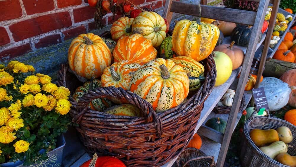 Fall Festival at Flip Out