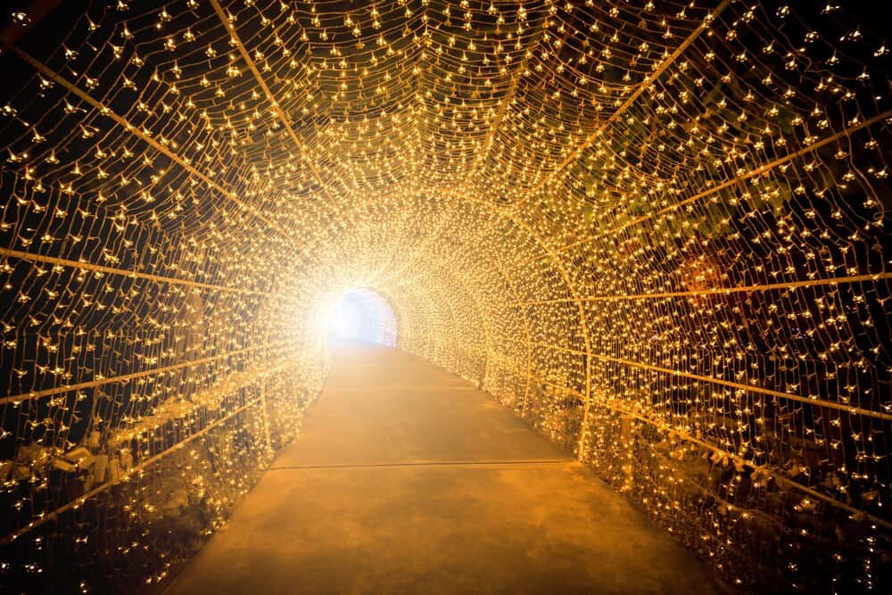 Santa's Secret Forest