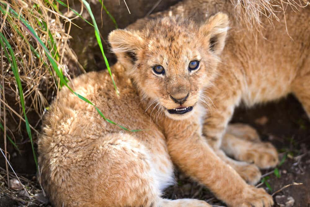 Edinburgh Zoo welcomes first lion cubs in seven years