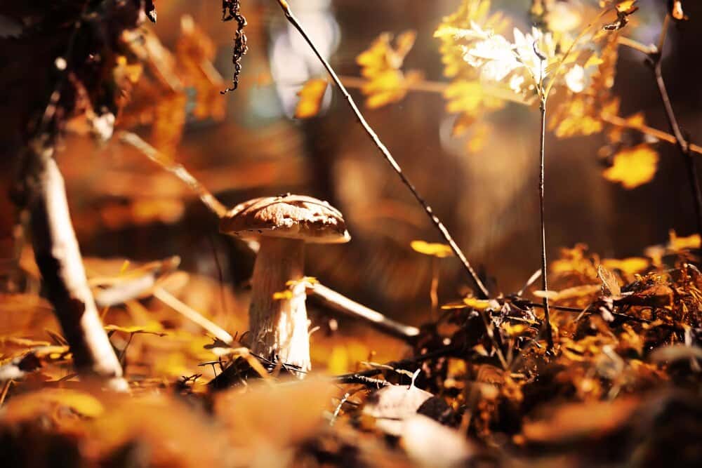 Half Term Trick or Treat Fungi Guided Hike