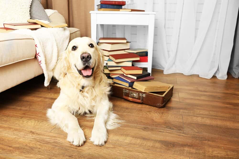 Read Aloud to Cene the Therapy Dog