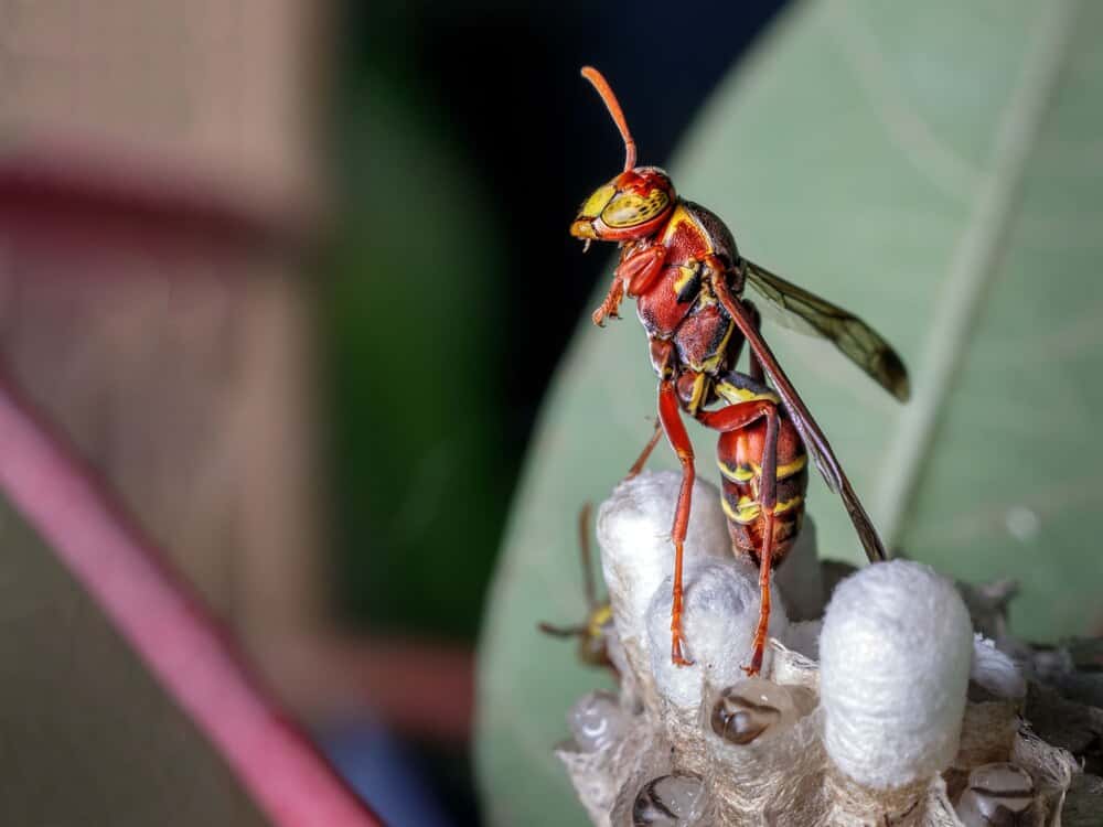 Charlas divulgativas sobre la avispa asiática