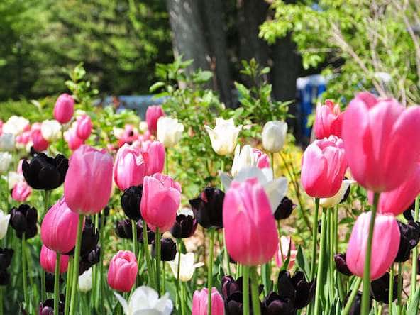 Tulipanes por el Parkinson
