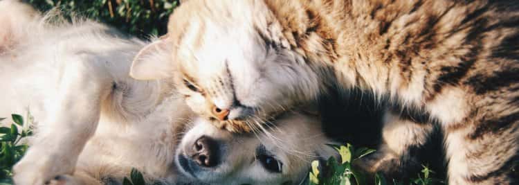 Herramientas para el bienestar diario de mi perro o mi gato