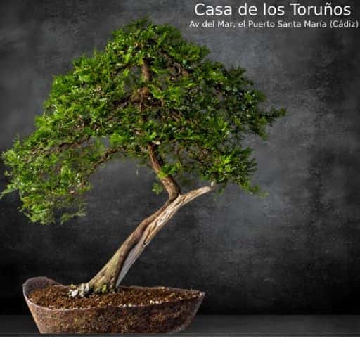 XIII Exposición Bonsai Menesteo