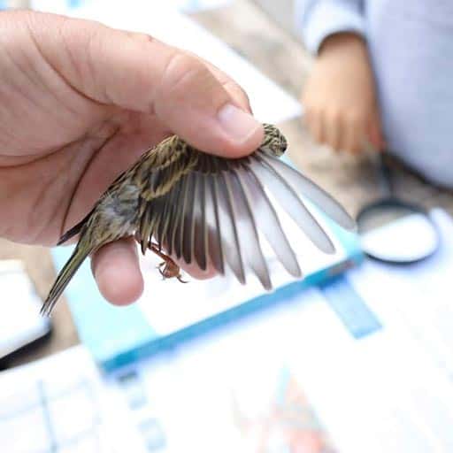 Anillamiento científico de Aves - Demostración