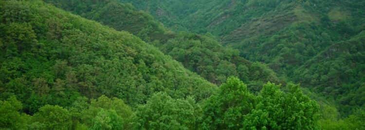 Bosques y Cambio Climático. Retos y oportunidades