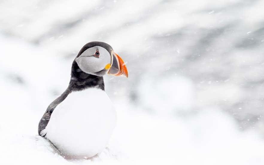 III Exposición fotográfica «Suspiros en la naturaleza»