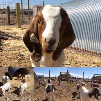 The Urban Farm