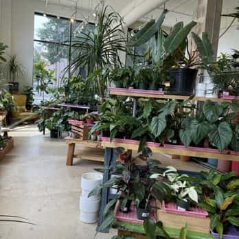 Copperline Plant Co.