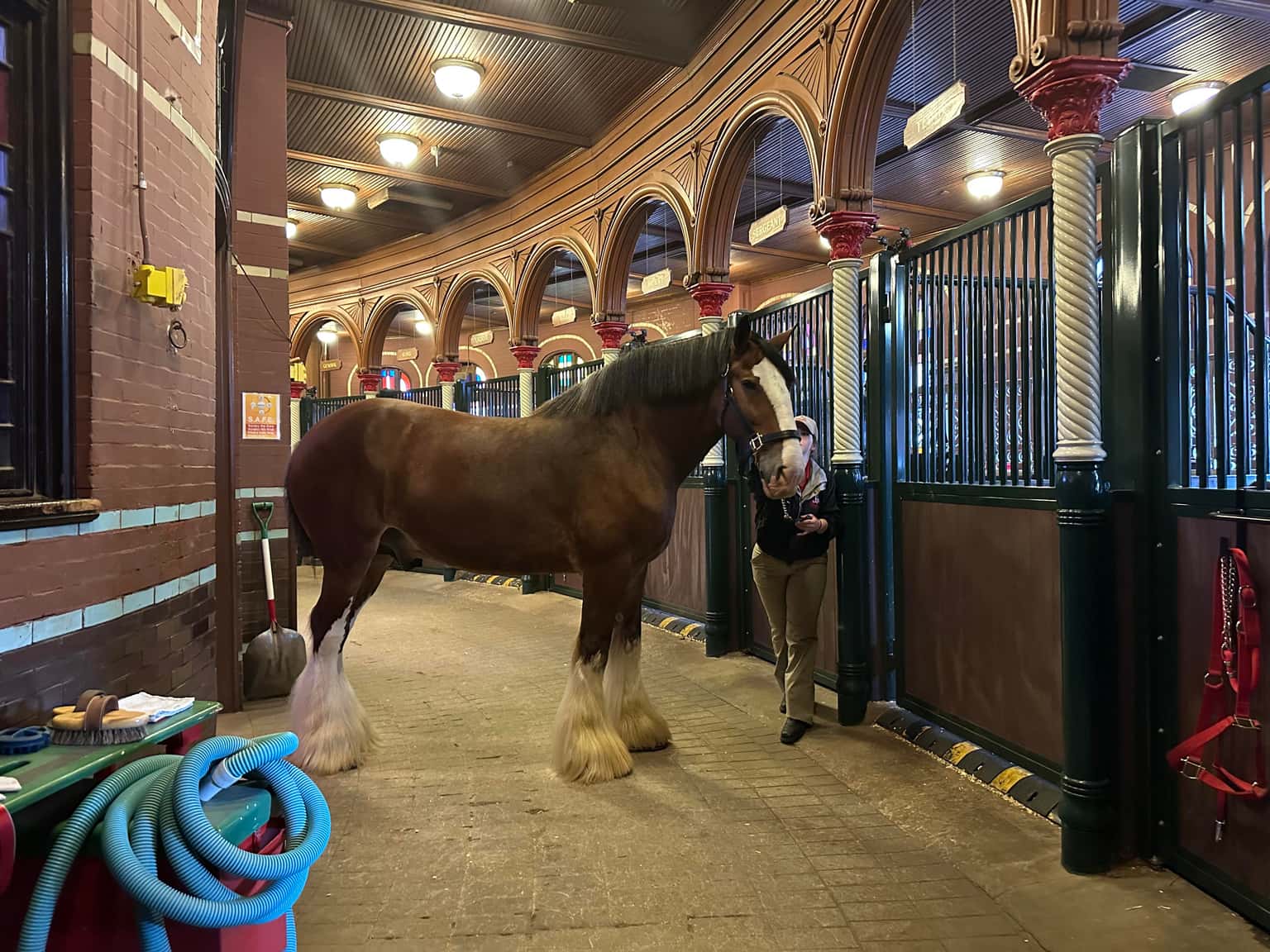 The Clydesdale