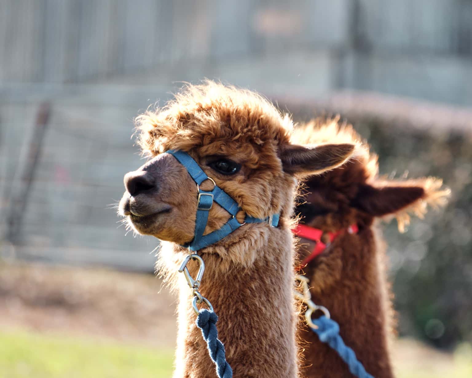 Oak Tree Alpacas