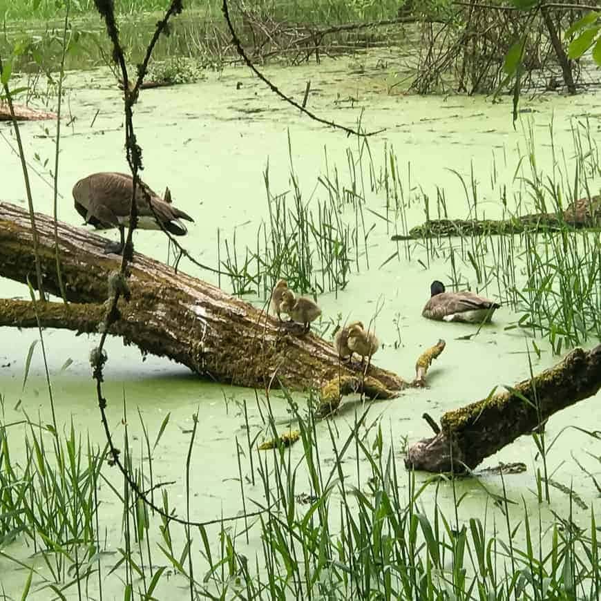 Oaks Bottom Wildlife Refuge