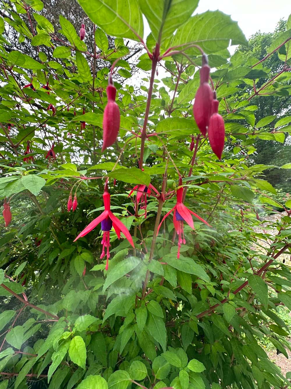 Samhain Foraging Hill Walk