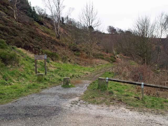 Foraging Course: The Forager Within