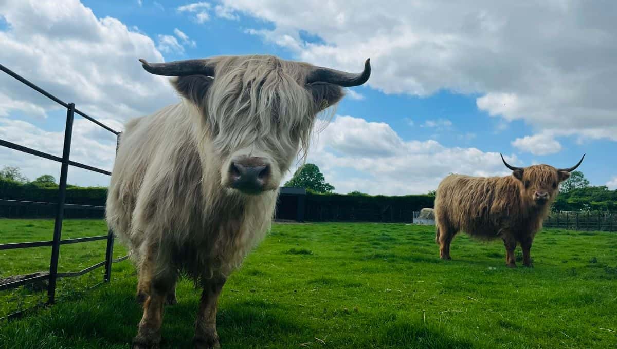 Forage & Nibble
