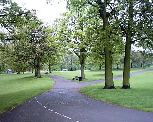 Tree Planting in High Hazels Park