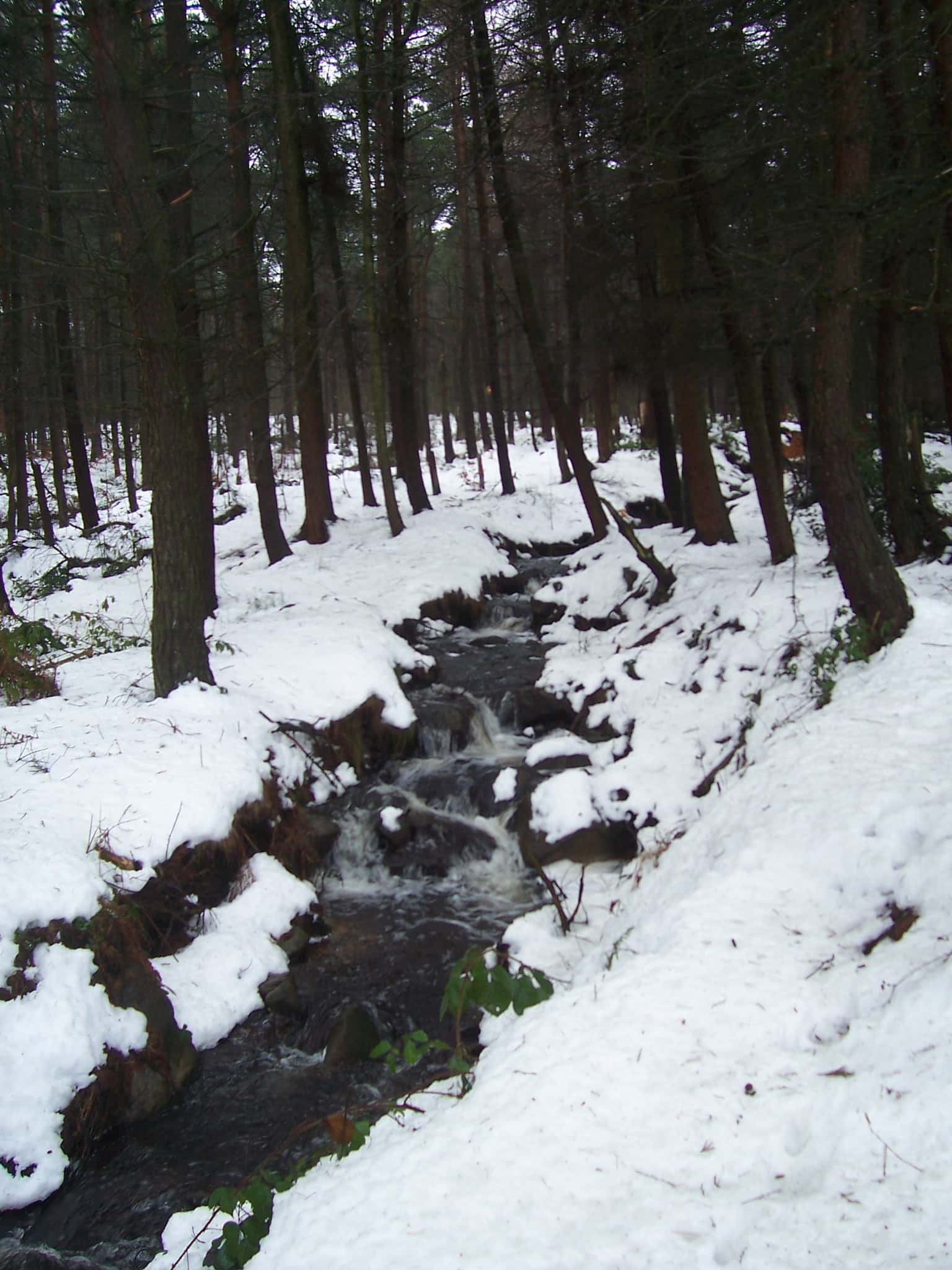 Limb Brook Trail