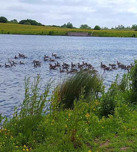 RSPB St Aidan's