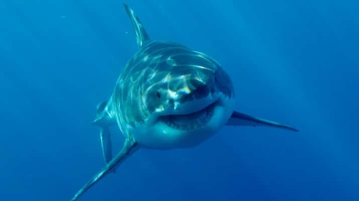 Jugateca de la platja: Els grans animals marins