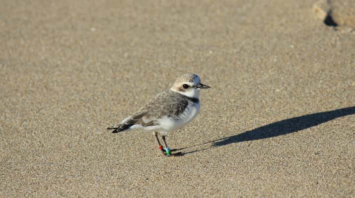 Jugateca de la platja: Dia Mundial dels Ocells