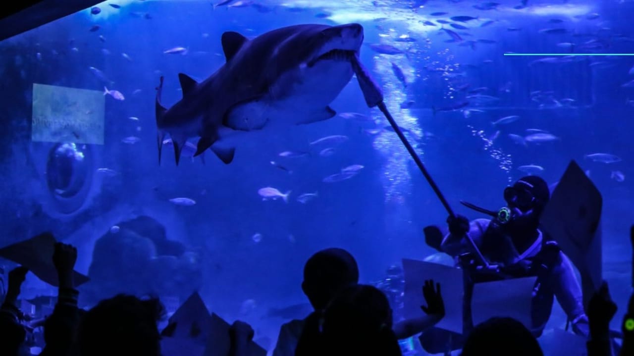 Curso de conservación de tiburones y rayas: manejo y mantenimiento