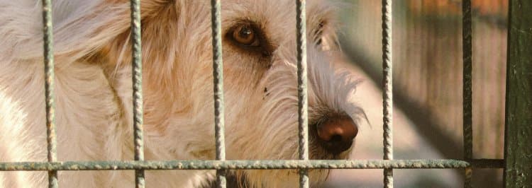 Del Refugio al Sofá: tejiendo el Vínculo de Confianza con tu Perro Adoptado