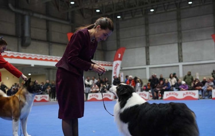 Expocanina Maio 2026