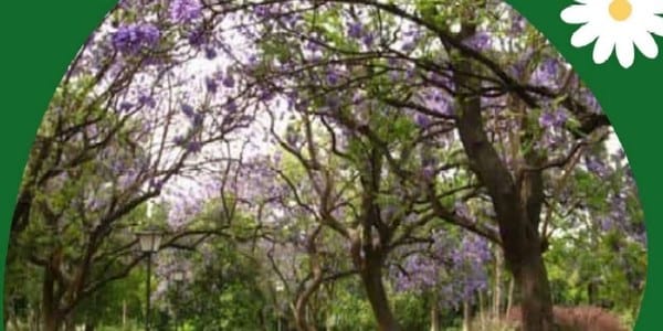 Rutas botánicas Parque de los Príncipes