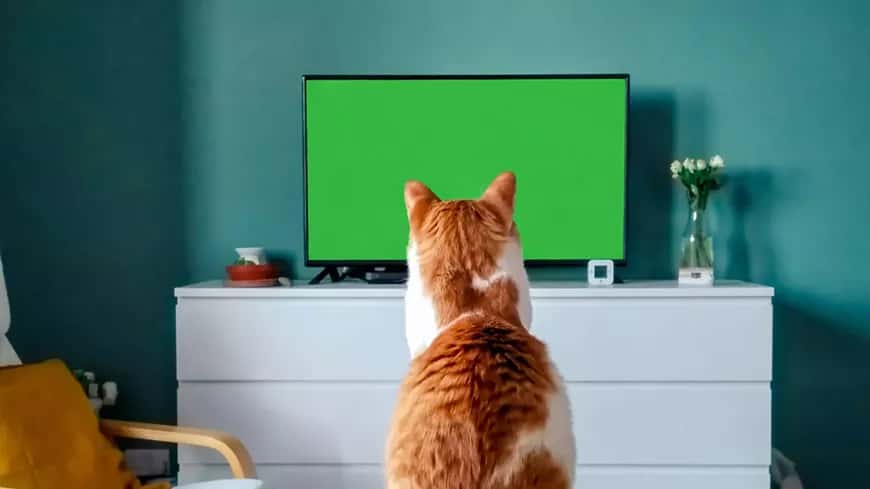 CatVideoFest