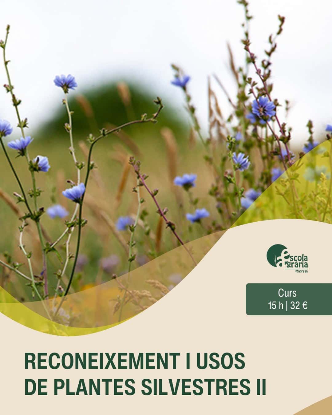 Curs - Reconeixement i usos etnobotànics de les plantes silvestres II