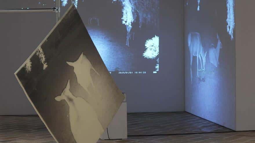 Dear Deer (Exposición fotográfica)