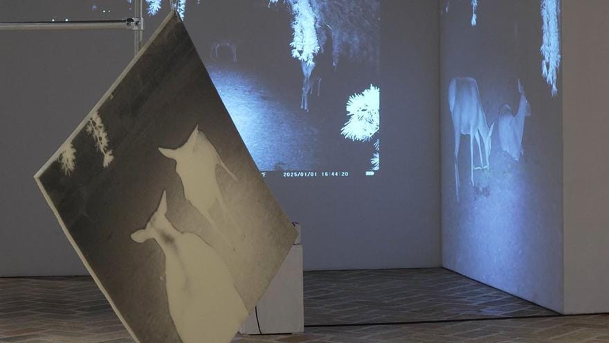 Dear Deer (Exposición fotográfica)