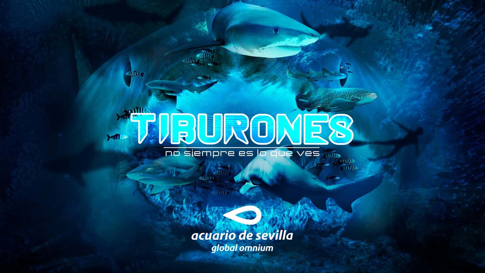 Tiburones. No siempre es lo que ves