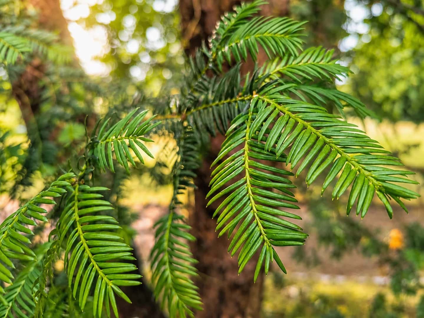 Visita guiada al jardín: La vida de los tejos