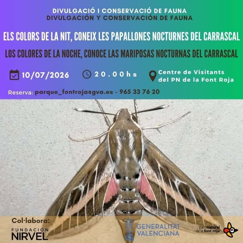 Los colores de la noche, conoce las mariposas nocturnas del Carrascal
