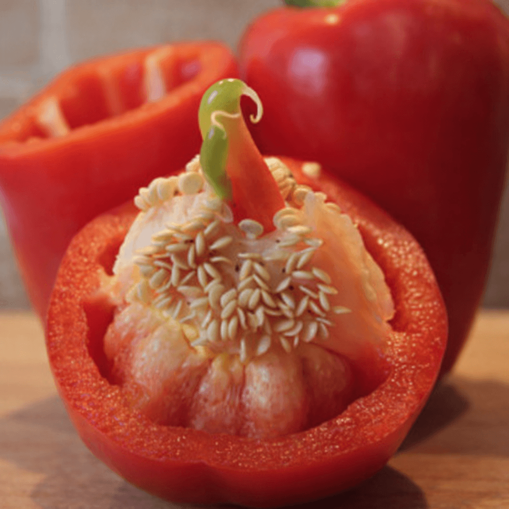 Taller de reproducción de semillas