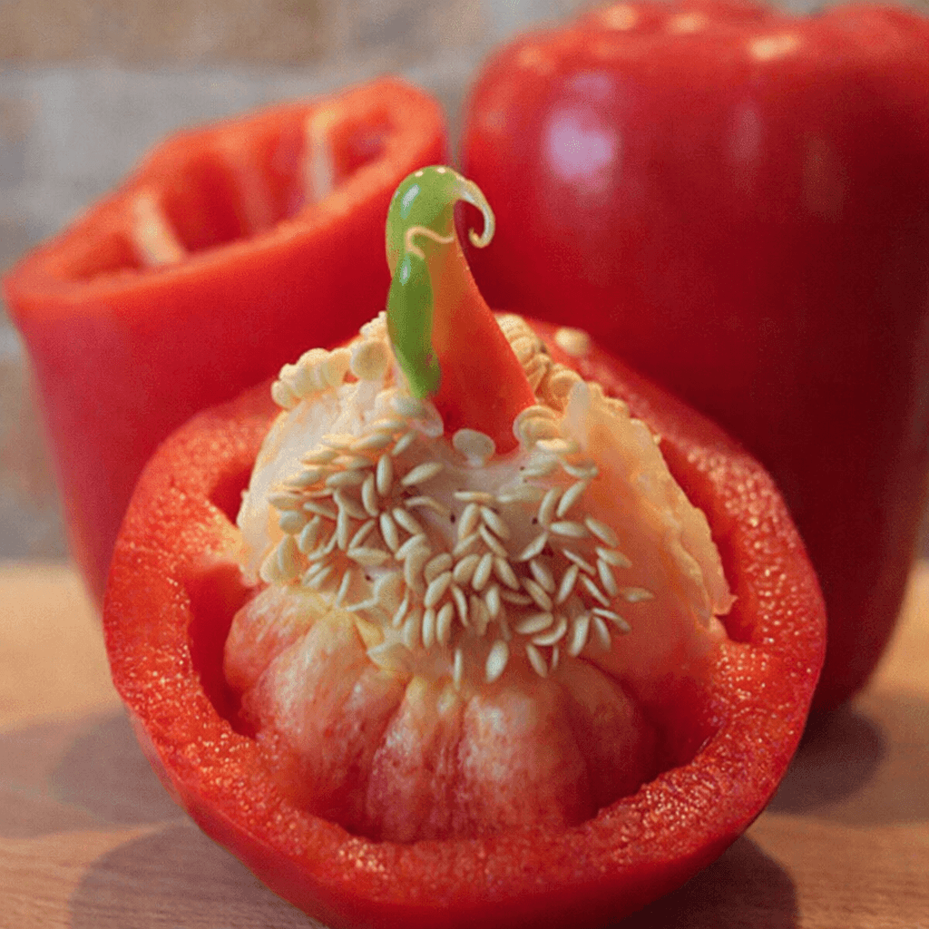 Taller de reproducción de semillas